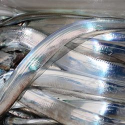 松本釣船２ 釣果