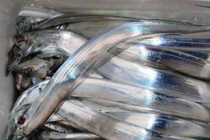 松本釣船２ 釣果