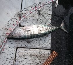 海龍丸（福岡） 釣果