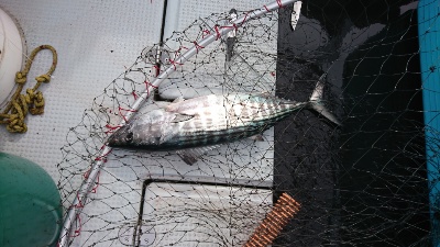 海龍丸（福岡） 釣果