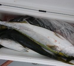 海龍丸（福岡） 釣果