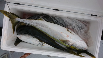 海龍丸（福岡） 釣果