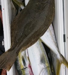 海龍丸（福岡） 釣果