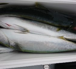 海龍丸（福岡） 釣果