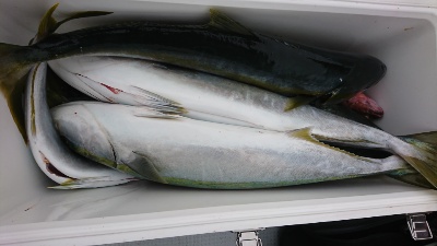 海龍丸（福岡） 釣果