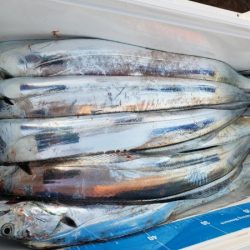 オーフリー 釣果