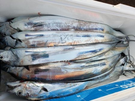 オーフリー 釣果