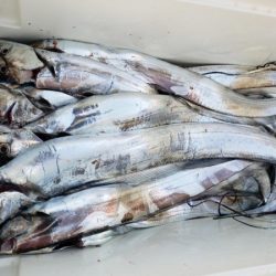 オーフリー 釣果