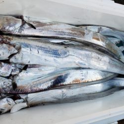 オーフリー 釣果