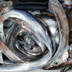 オーフリー 釣果