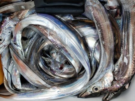 オーフリー 釣果