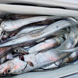 オーフリー 釣果