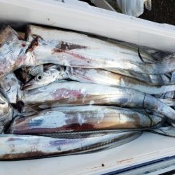 オーフリー 釣果