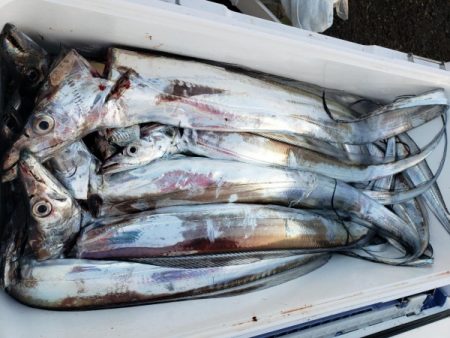 オーフリー 釣果