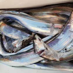 オーフリー 釣果