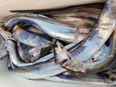 オーフリー 釣果