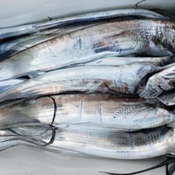 オーフリー 釣果