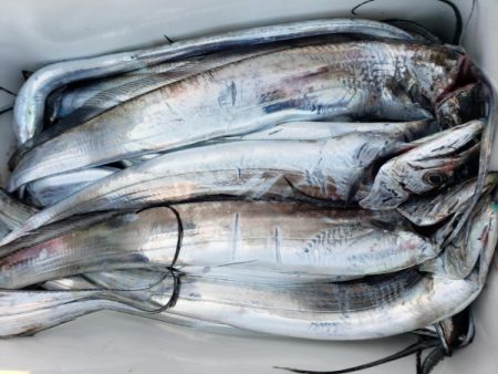 オーフリー 釣果