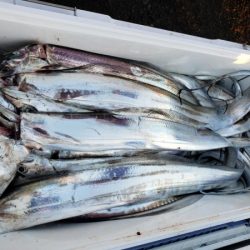 オーフリー 釣果