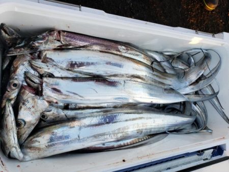 オーフリー 釣果