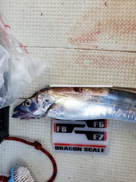 オーフリー 釣果