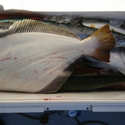 海龍丸(福岡) 釣果