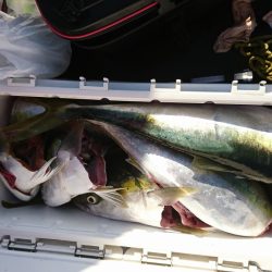 海龍丸(福岡) 釣果