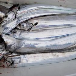 オーフリー 釣果