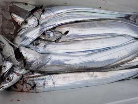 オーフリー 釣果