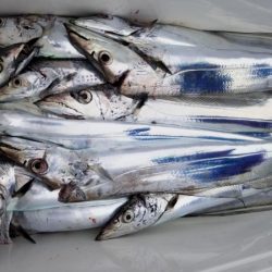 オーフリー 釣果