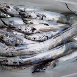 オーフリー 釣果