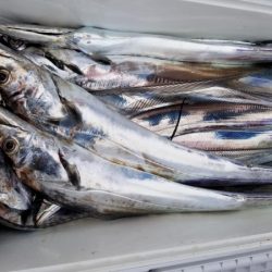 オーフリー 釣果