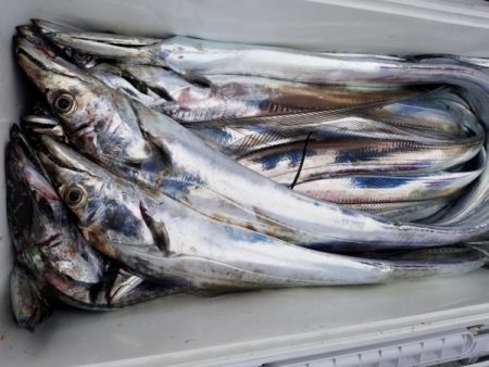 オーフリー 釣果