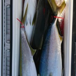 海龍丸（福岡） 釣果