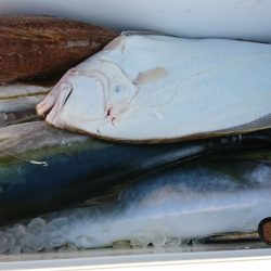 海龍丸（福岡） 釣果