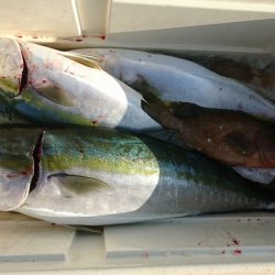 海龍丸（福岡） 釣果