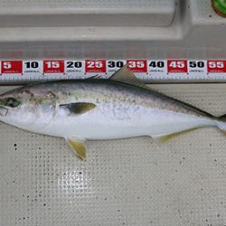 松本釣船２ 釣果