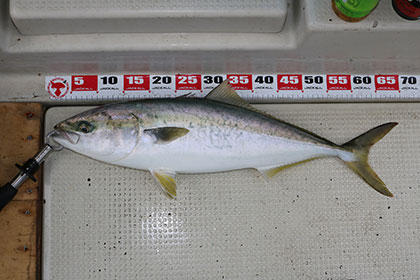 松本釣船２ 釣果