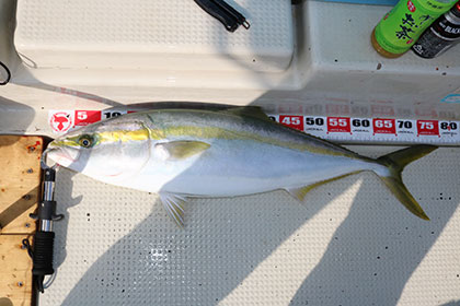 松本釣船２ 釣果