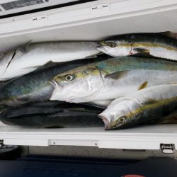 オーフリー 釣果