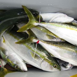 松本釣船2 釣果