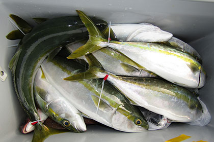 松本釣船2 釣果