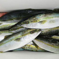 松本釣船2 釣果