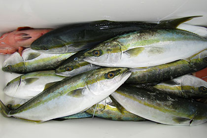 松本釣船2 釣果