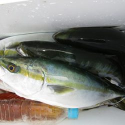 松本釣船2 釣果