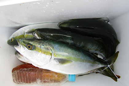 松本釣船2 釣果