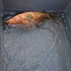 海龍丸(福岡) 釣果