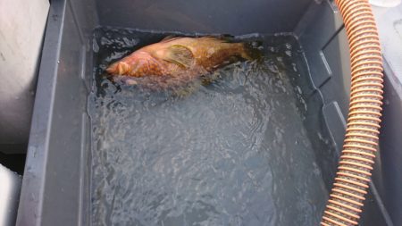 海龍丸(福岡) 釣果