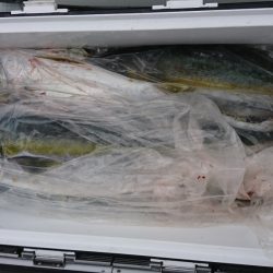 海龍丸(福岡) 釣果