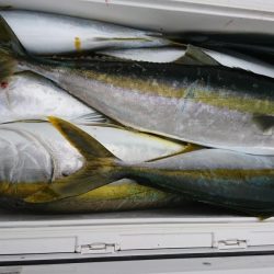 海龍丸(福岡) 釣果